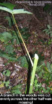 stalk.jpg (63464 bytes)