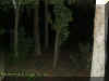 woods.jpg (28294 bytes)