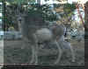 deer1.jpg (78012 bytes)