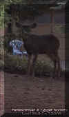 deer3.jpg (30088 bytes)