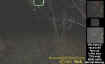treeface1.jpg (29334 bytes)