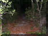 trail2.jpg (43811 bytes)
