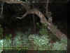 woods3.jpg (41192 bytes)