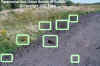 Copy of warrenanimalsscattered.jpg (30823 bytes)