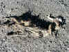 PA060022 (Small).JPG (139436 bytes)