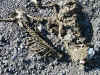 PA060023 (Small).JPG (133316 bytes)