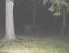 nonghostcemetaryroad5.jpg (55030 bytes)