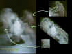 3ghostlegsandarms.jpg (67085 bytes)